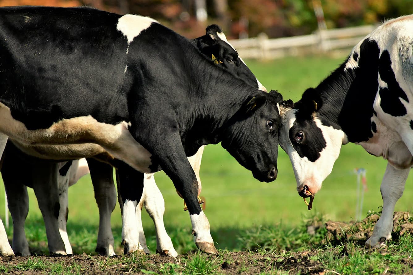 鳥取県大山大山町